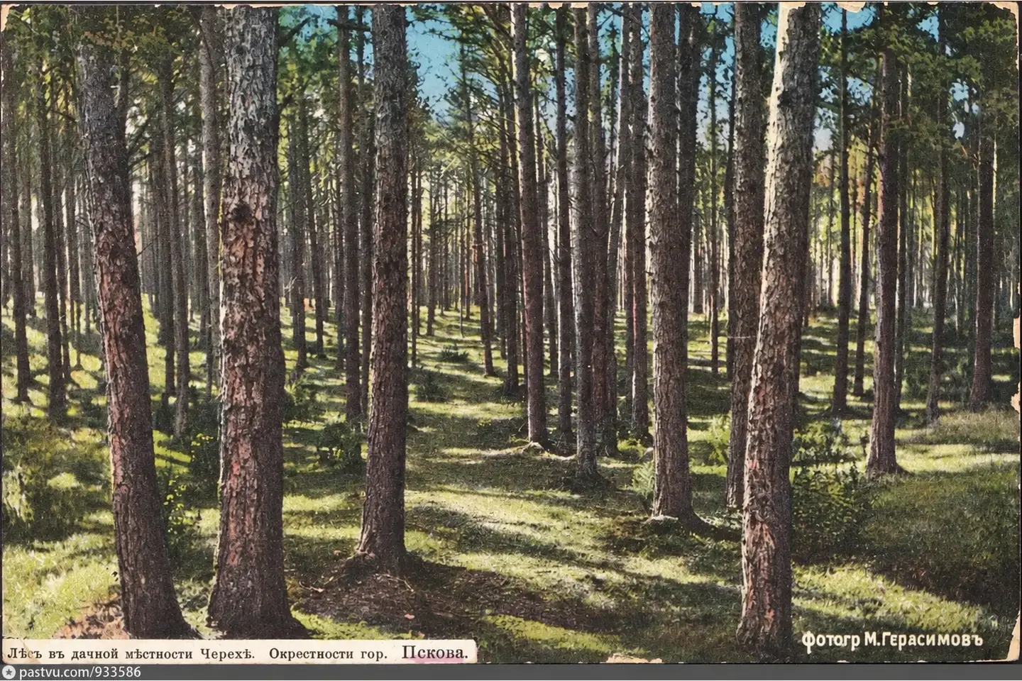 Сосновые аллеи